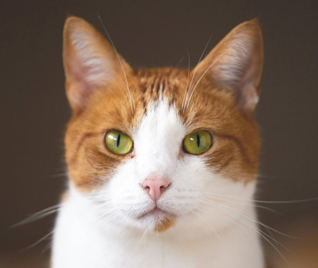 Why Do Cats Make Biscuits? The Truth About Kneading