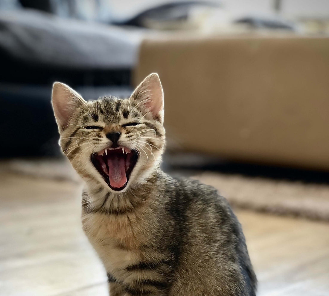 Why Do Cats Meow at Night?