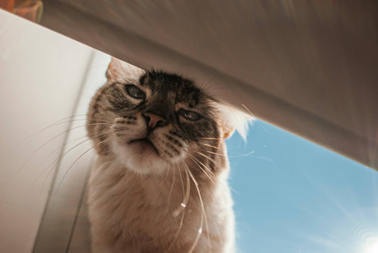 Decoding Your Cat: Understanding Feline Body Language