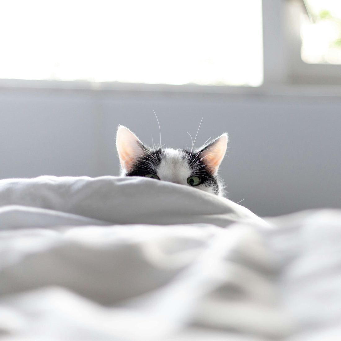 Why Does My Cat Stare at Me While I Sleep?