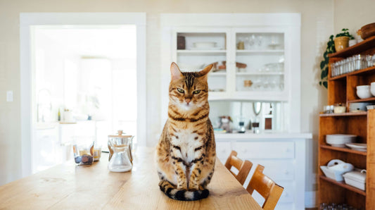 How to Show the World You’re a Cat Person (Without Saying a Word)