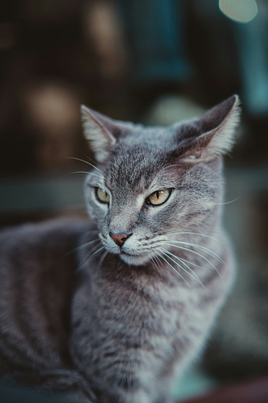 How to Nail the Purrfect Cat Look This Halloween (Without Looking Basic)
