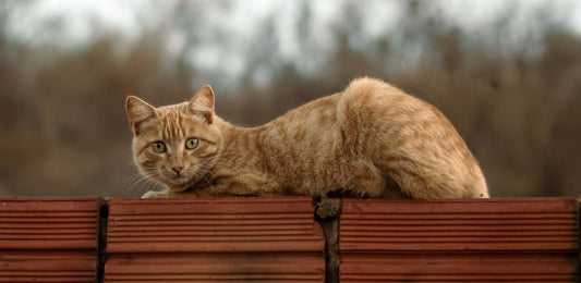 Cat Café: Why They’re the Purrfect Spot for Cat Lovers (and What to Know Before You Visit)
