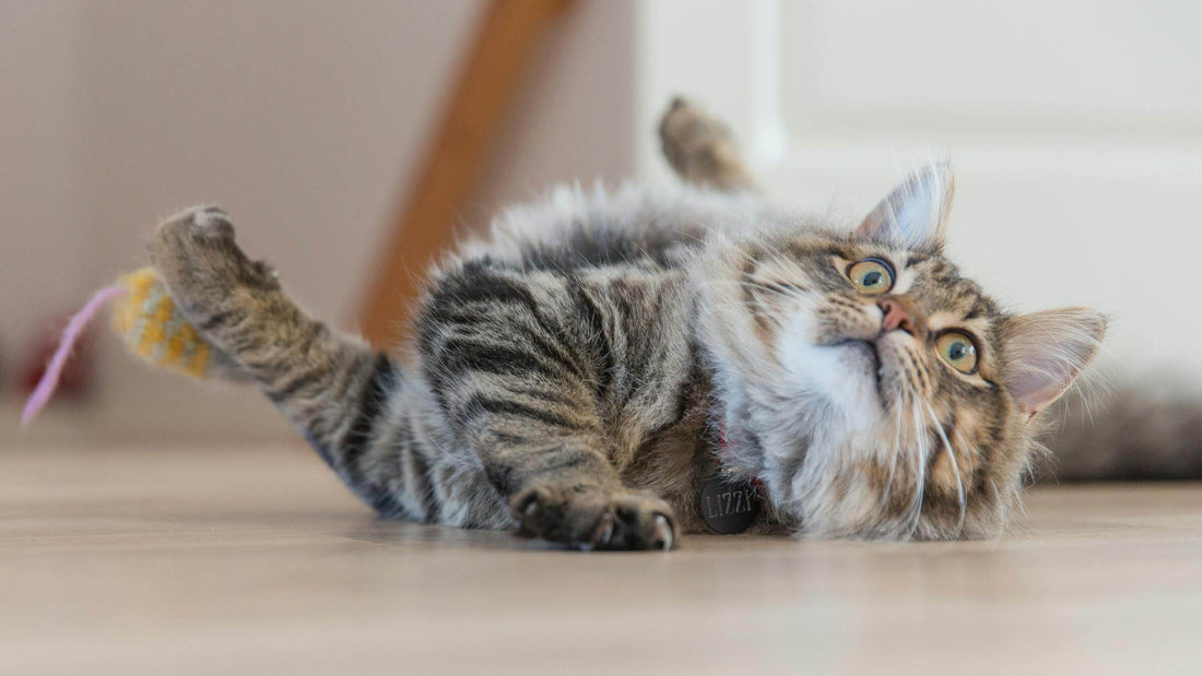5 Weird Cat Facts You’ll Be Glad You Know