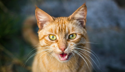 Orange cat with mouth open