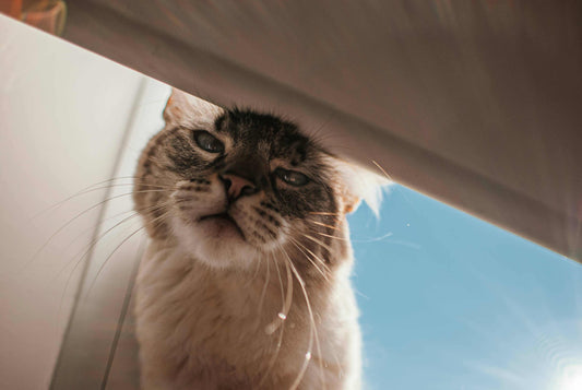 Cat peeking out from under a table with a clear blue sky in the background
