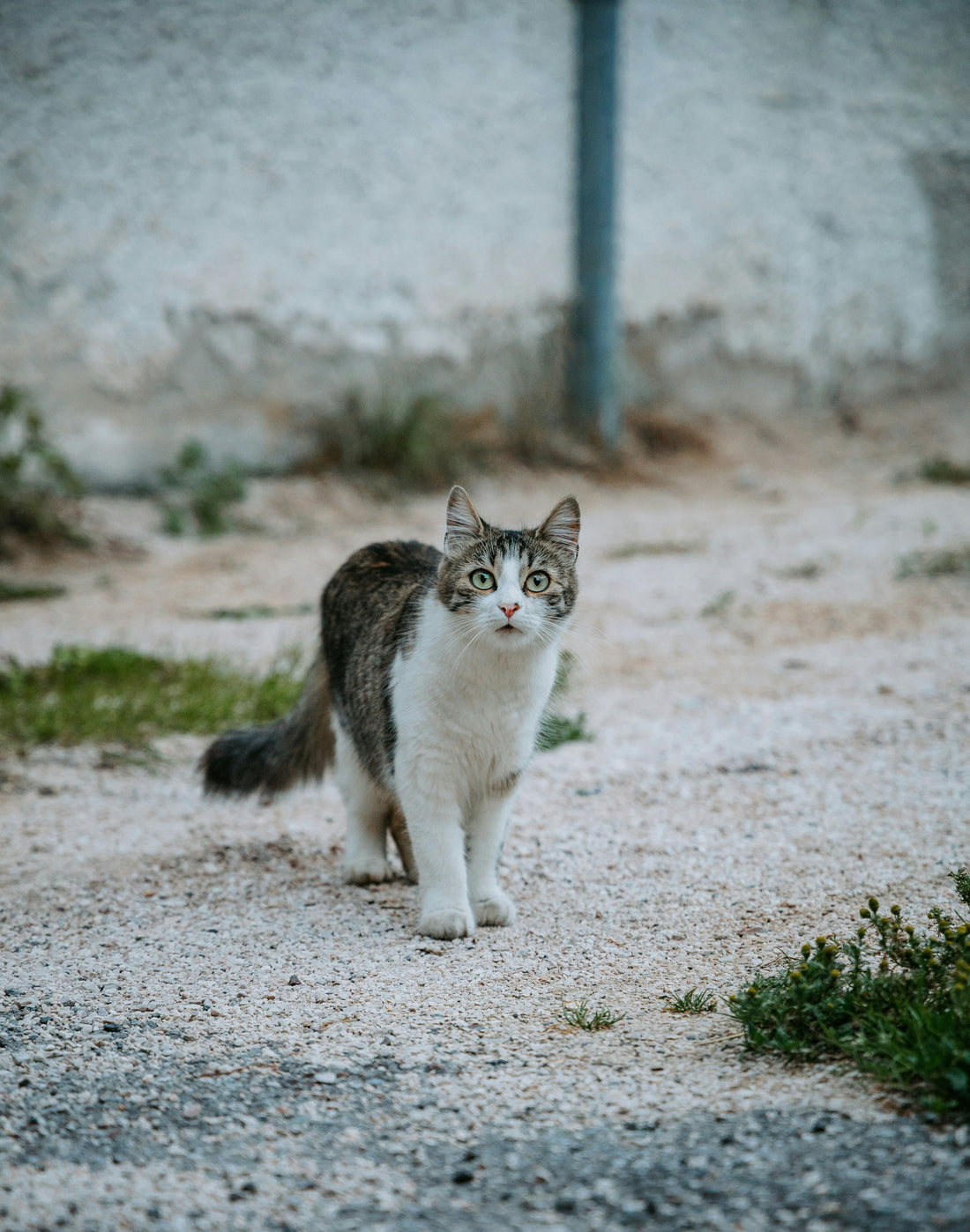 Why Some Cats Bond With One Person (And Ignore Everyone Else)