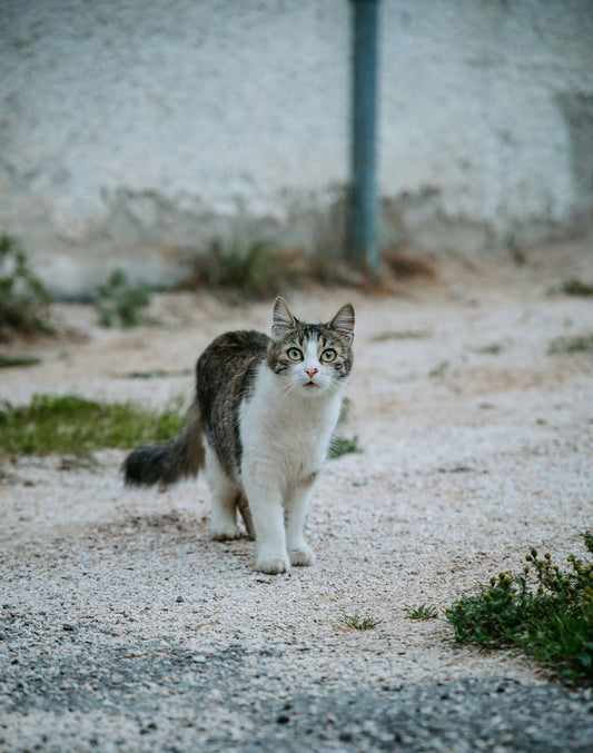 Why Some Cats Bond With One Person (And Ignore Everyone Else)