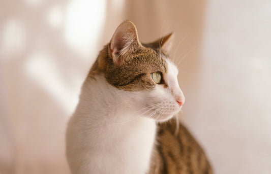 Are Indoor Cats Really Happier? What Vets and Behaviourists Say