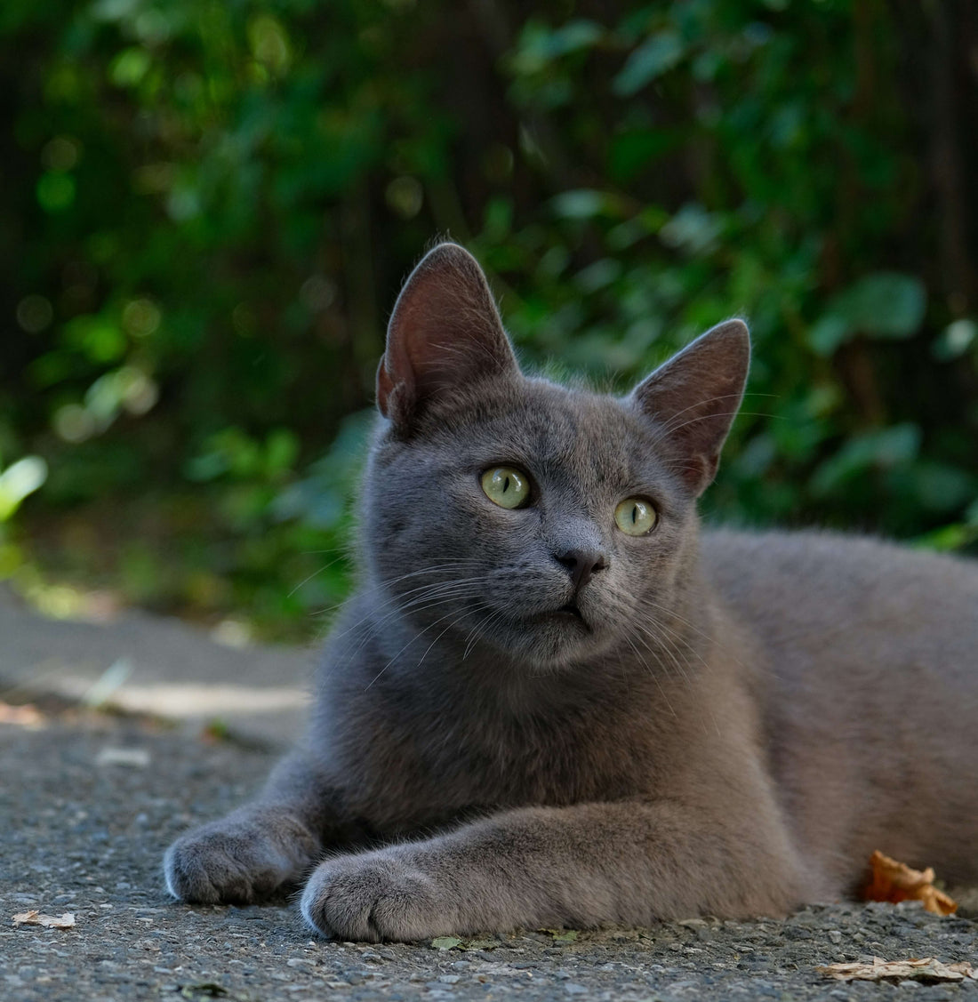 What Is Tofu Cat Litter? Why It’s Trending (And If It’s Actually Worth It)