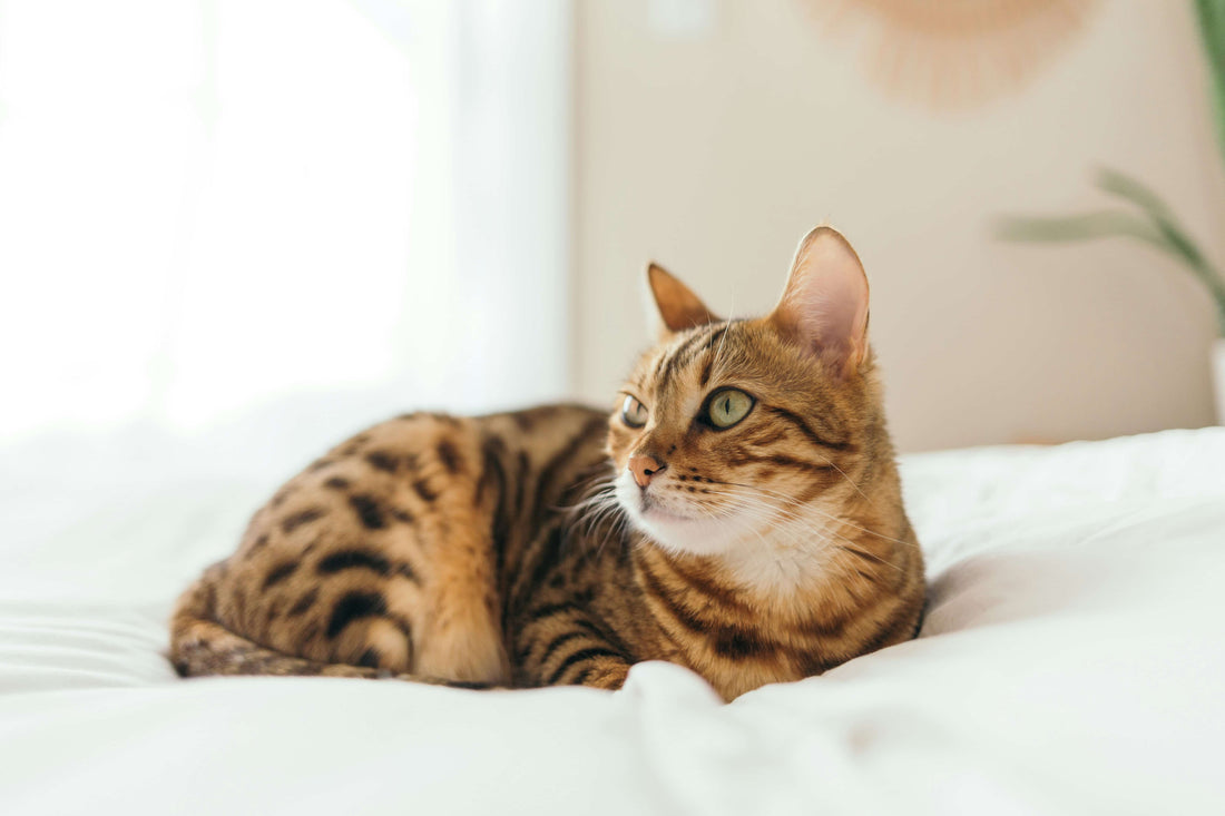 Why Is My Cat Peeing Outside the Litter Tray? The Real Causes and How to Fix It