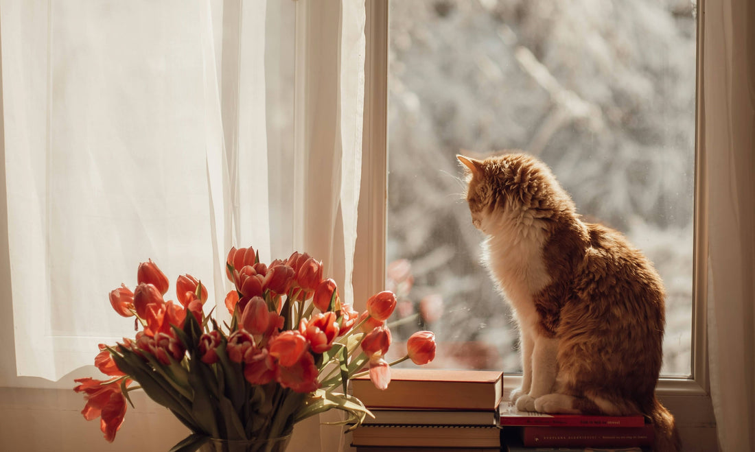 Why Is My Cat Not Eating but Acting Normal? Common Causes and When to Worry