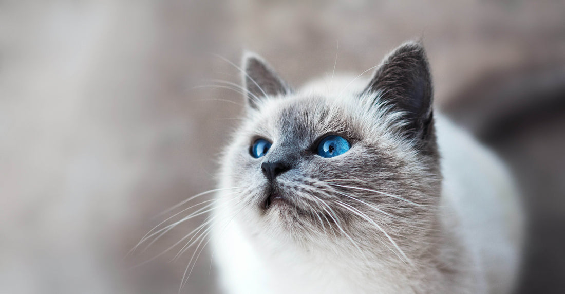 The Ultimate Gift Guide for Cat Lovers (2025 Edition)