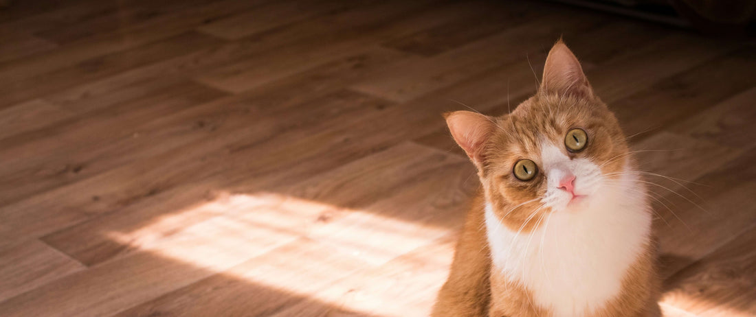 Why Do Cats Knock Things Off Tables? (The Real Reason)