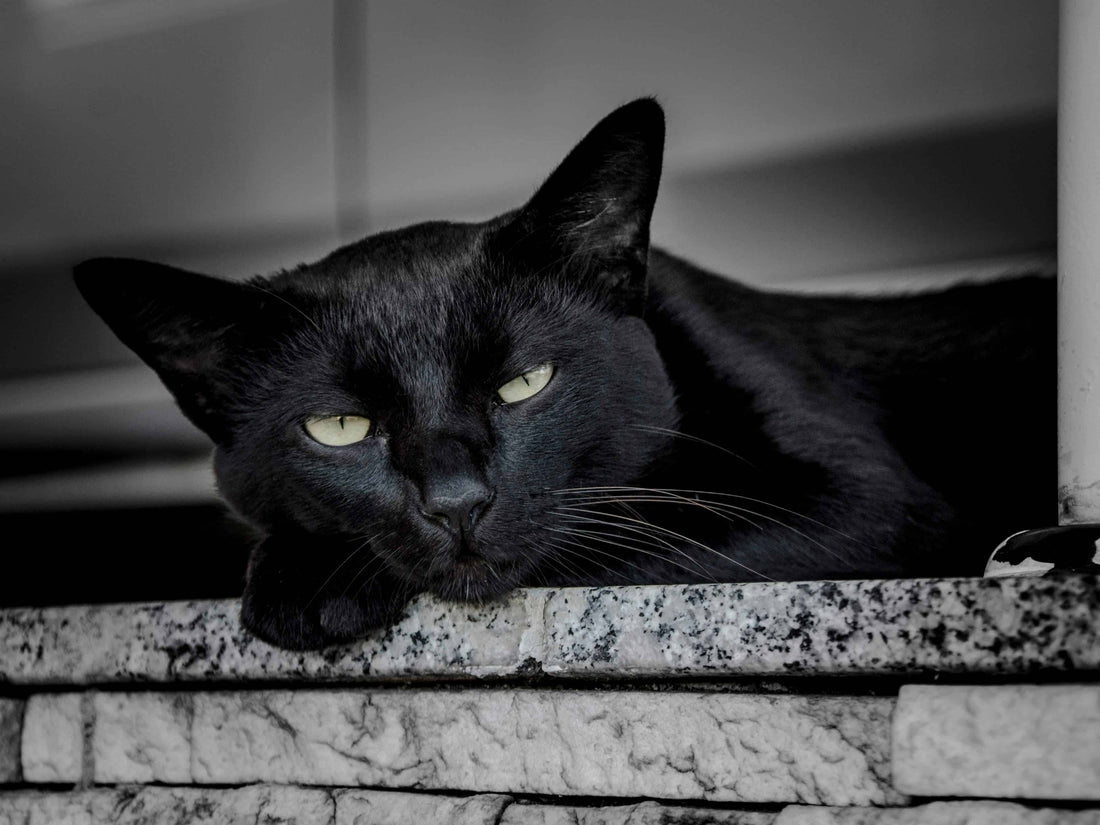Sleepy black cat
