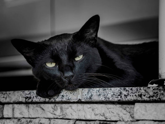 Sleepy black cat