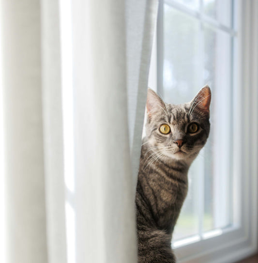 Cat peeking from behind a white curtain