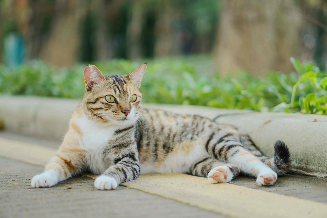 Are Lilies Toxic to Cats? What to Do Immediately (Even If They Only Touched Them)