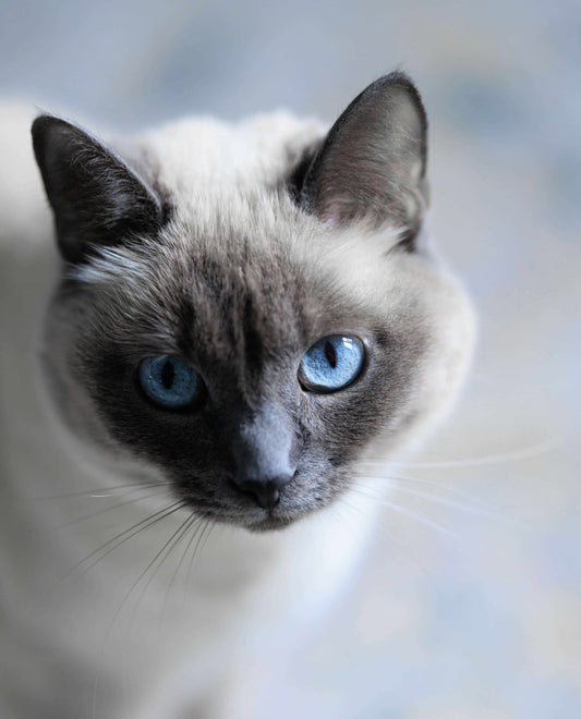 Balinese cat looking at the camera