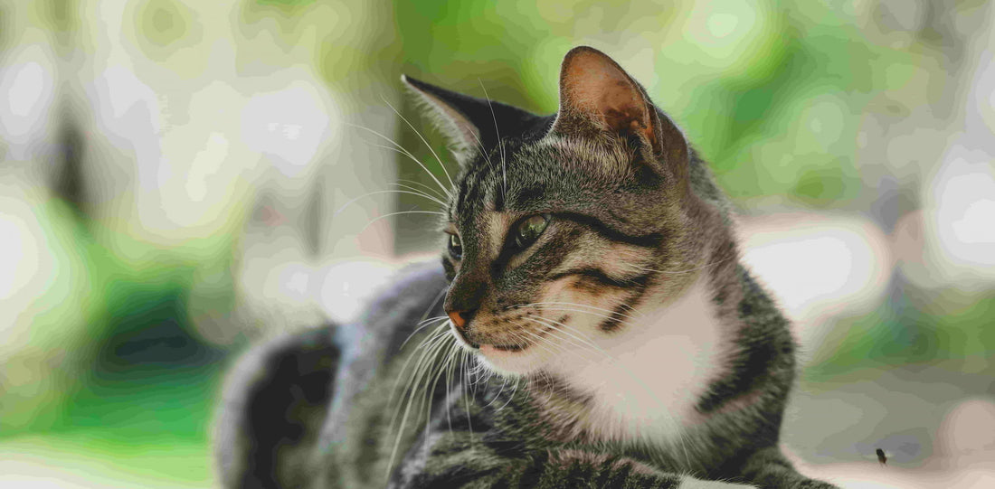 Striped cat sitting outdoors