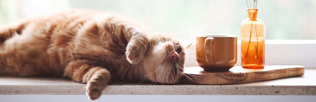 Cat lying down next to a cup of coffee