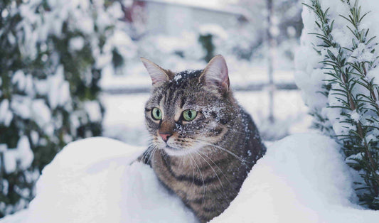Striped cat sitting in the snow