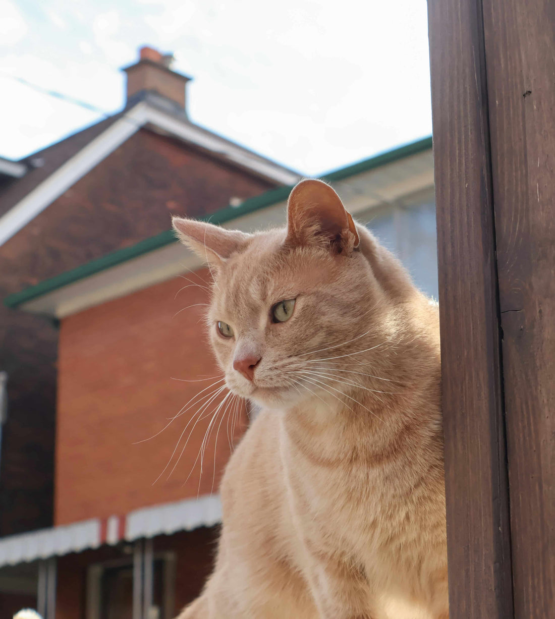 Ginger cat looking to the side with house in the background