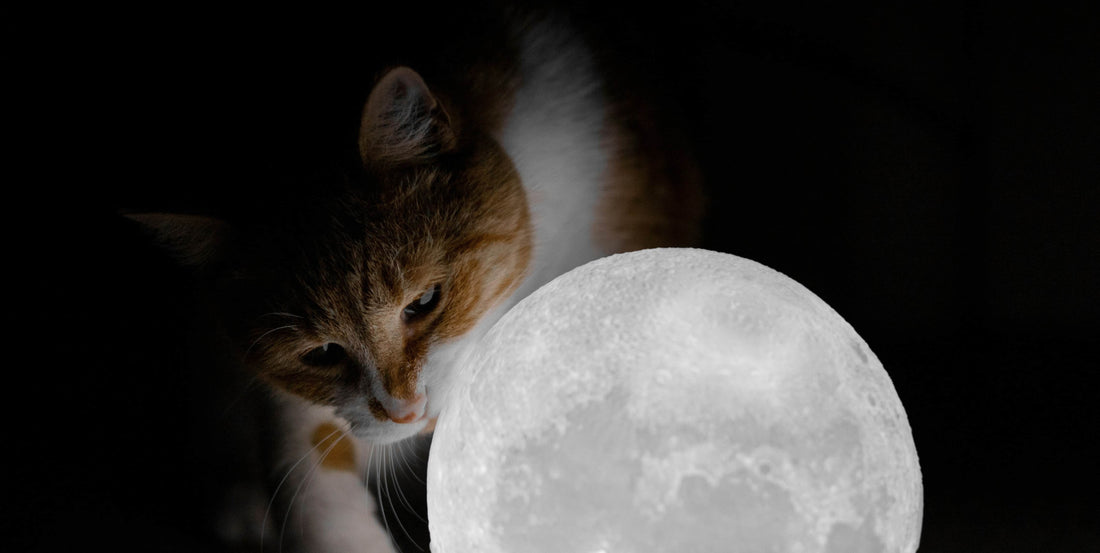 Cat in the dark interacting with a bright circular object