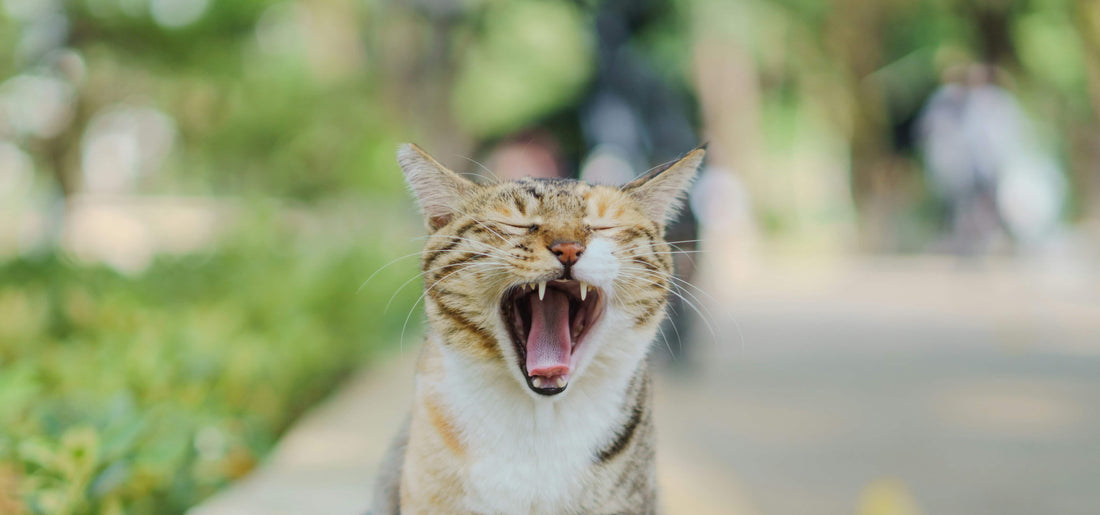 Cat with mouth open outdoors