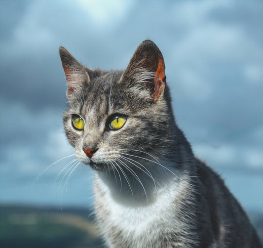 Why Do Cats Bring You Dead Animals? (It’s Not What You Think)