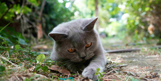 Cat has fixated eyes on something on the floor of a pathway with green surroundings