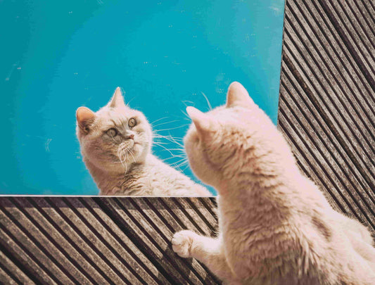 Cat looking at itself in the mirror standing on a textured floor