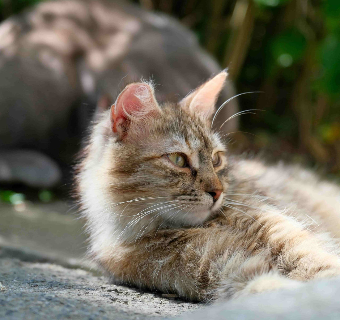 Furry cat lying on the concrete floor