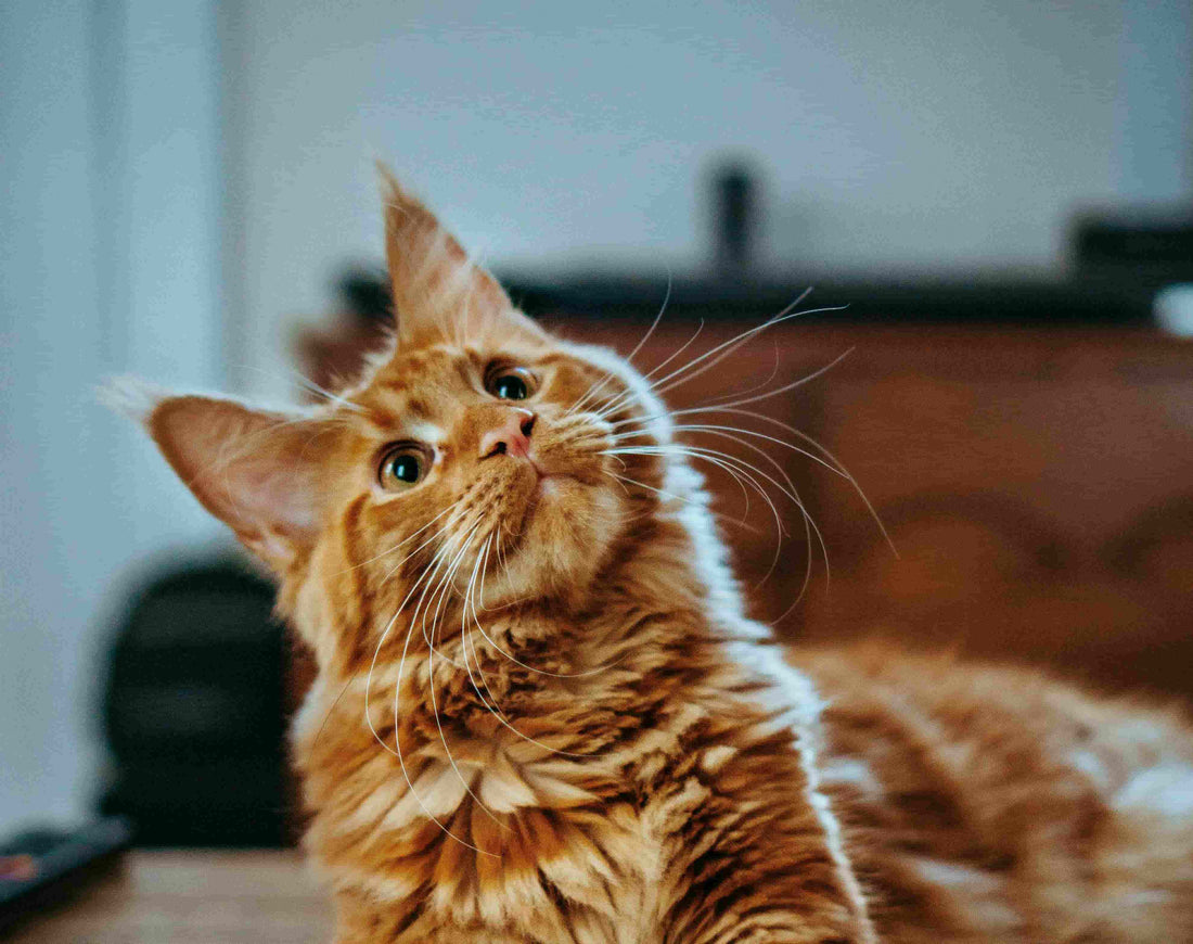 Orange cat with tilted neck looking upwards