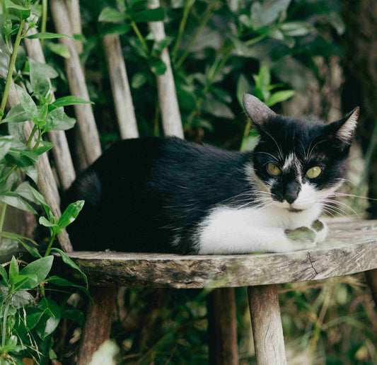 Black and white cat sitting on a wooden surface surrounded by greenery