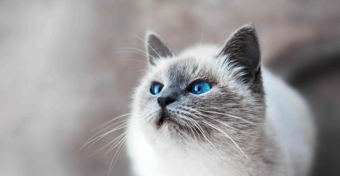 Cat with white fur and blue eyes