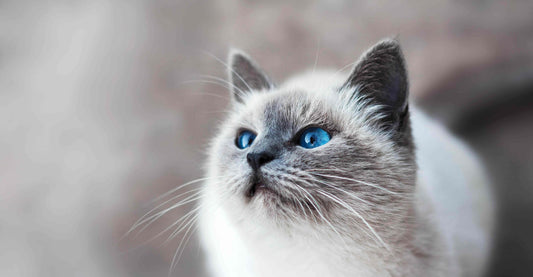 Cat with white fur and blue eyes