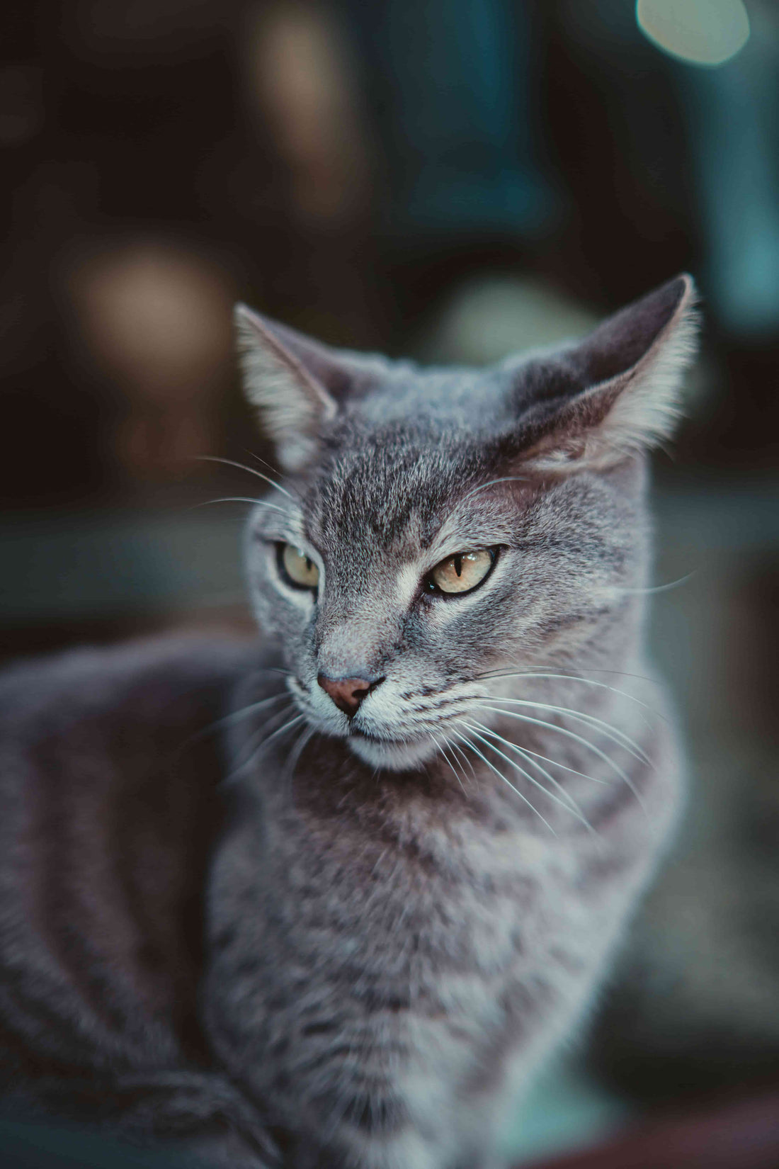 Grey cat with yellow eyes looking to the side