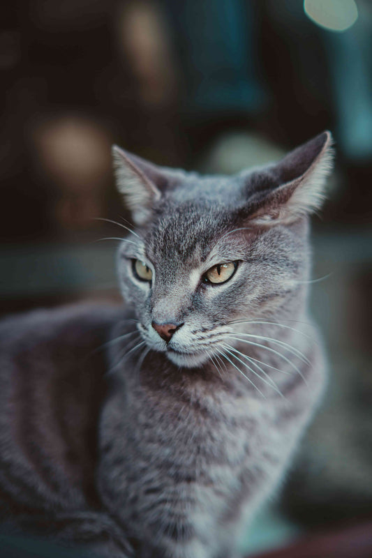 Grey cat with yellow eyes looking to the side