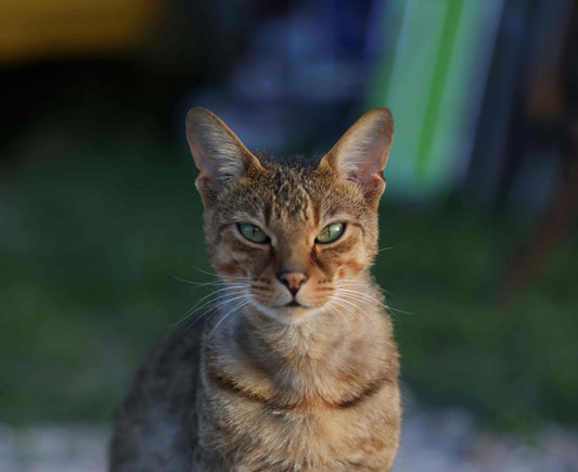 Cat with green eyes looking at the camera
