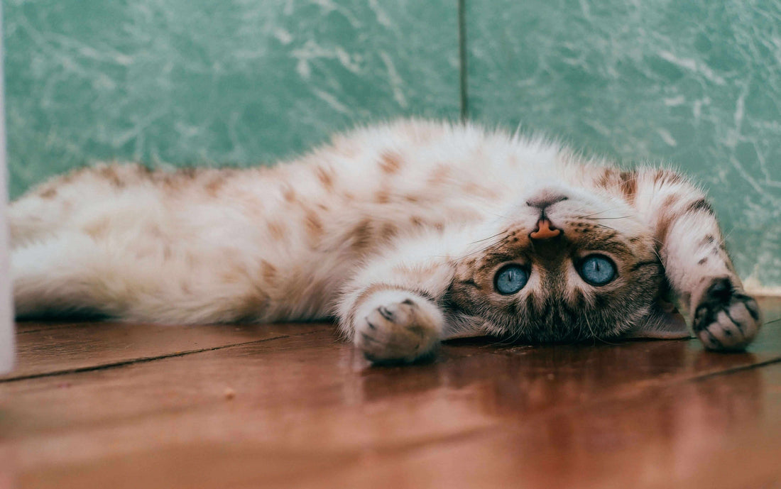 Cat with blue eyes lying on a wooden floor against a green wall
