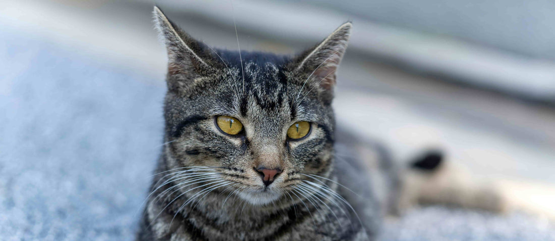 Should I Neuter My Cat? Best Age, Benefits, Recovery, and Common Myths