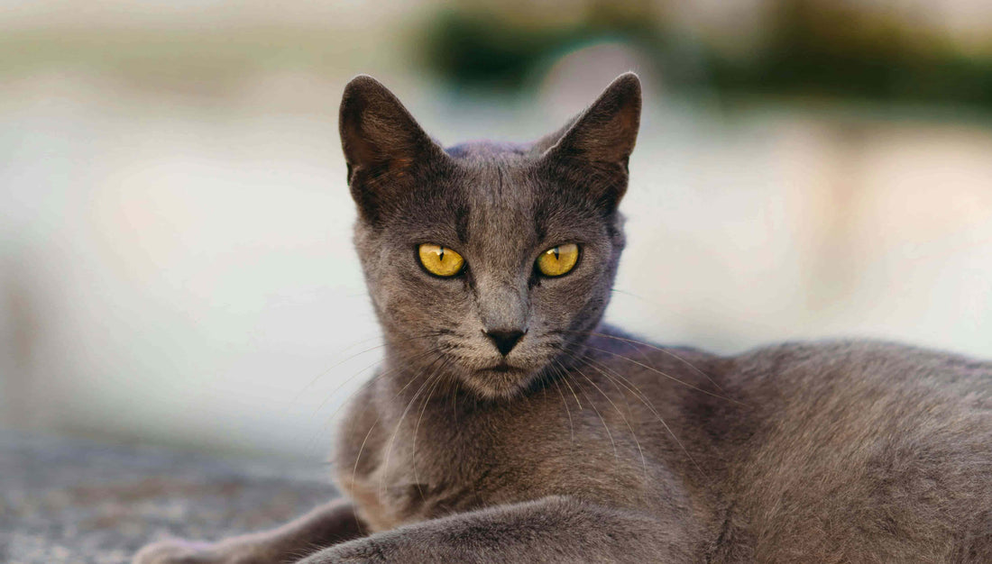 Cat with orange eyes sitting on the floor
