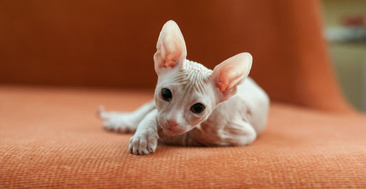Why People Choose a Sphynx Cat: Allergies, Lifestyle & What to Know Before You Buy