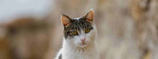 Cat with white chest fur and green eyes