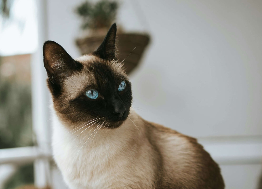 Beautiful cat with blue eyes looking to the side