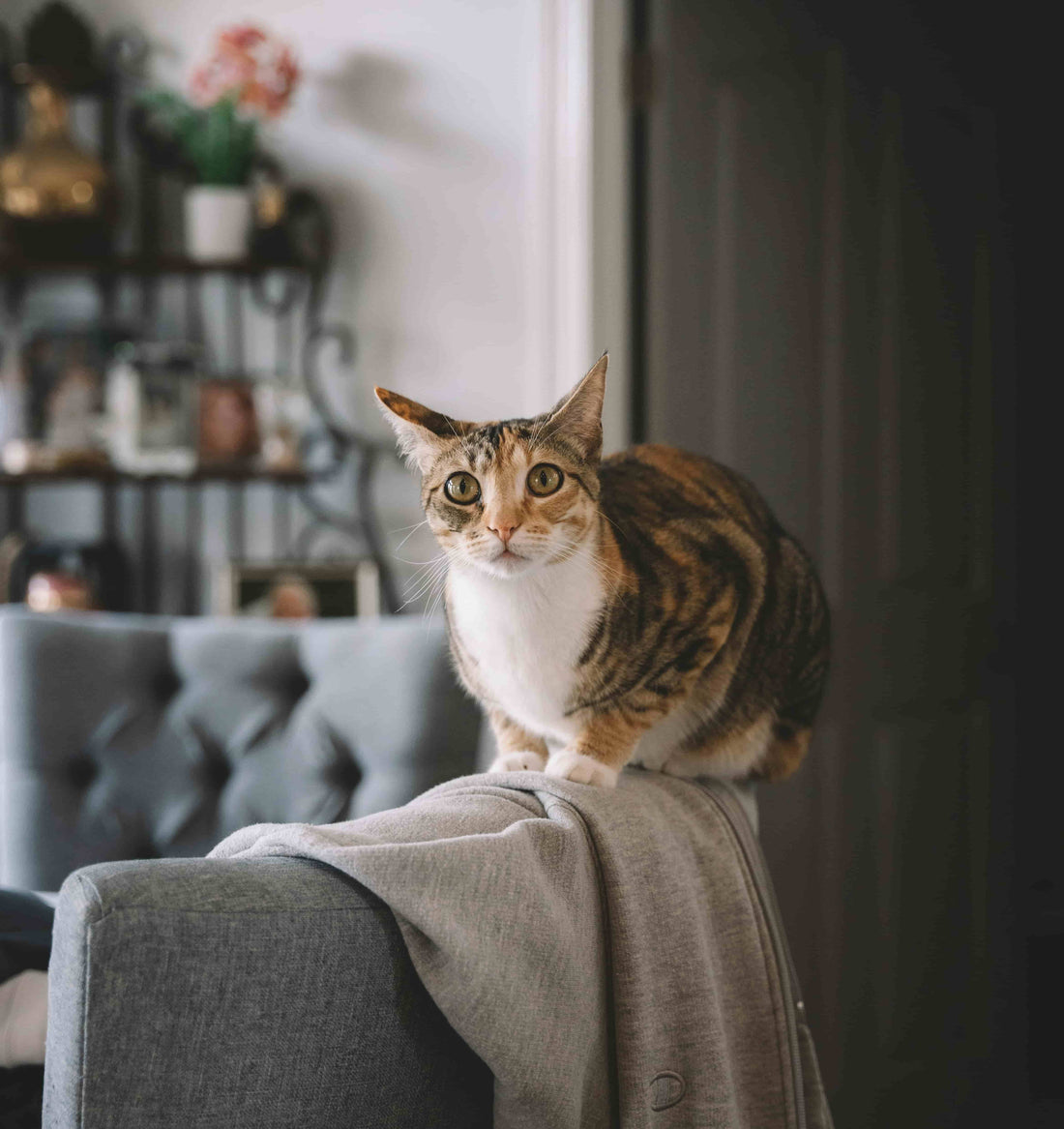 Curated visual reference: Flea Control For Cats With Eosinophilic Granuloma Complex Reference: What Is Eosinophilic Granuloma Complex In Cats Symptoms And Treatment