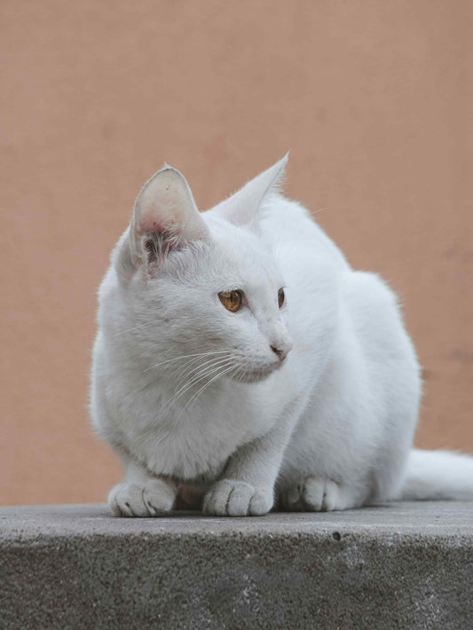 White cat sitting on a concrete floor in front of an orange wall