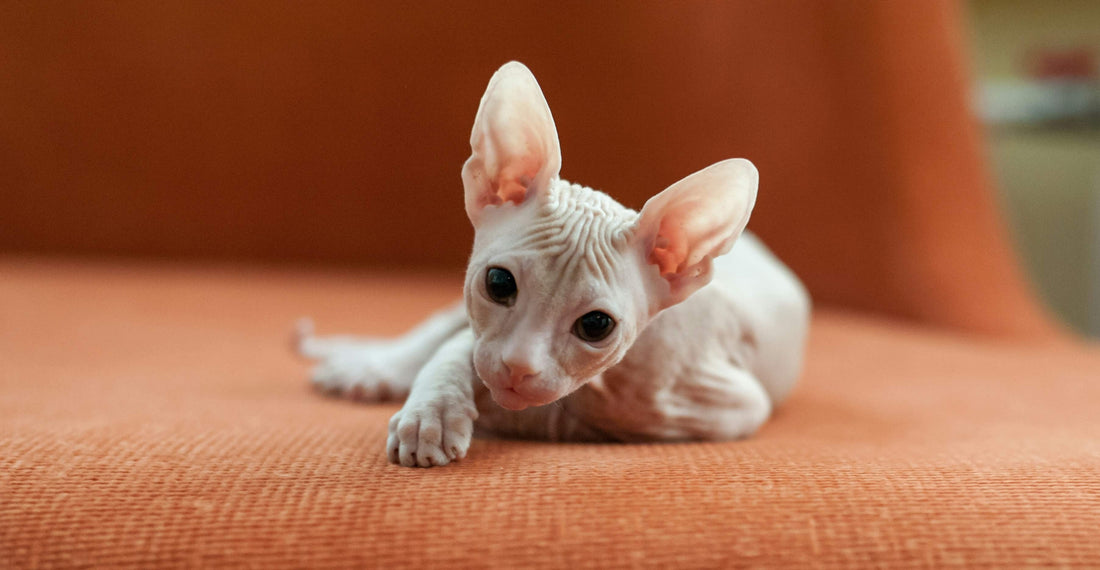 Sphynx cat lying on an orange chair