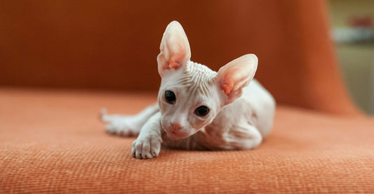 Sphynx cat lying on an orange chair